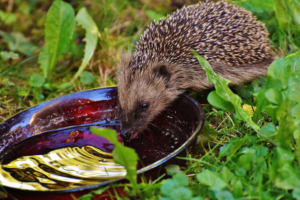 Hedgehog drinks from a shallow bowl of water