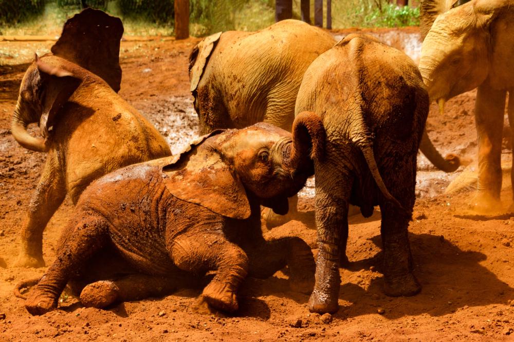 Photograph of elephants playing in the mud
