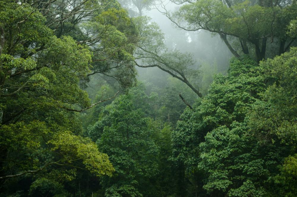 Photograph of the rainforest surrounded in mist
