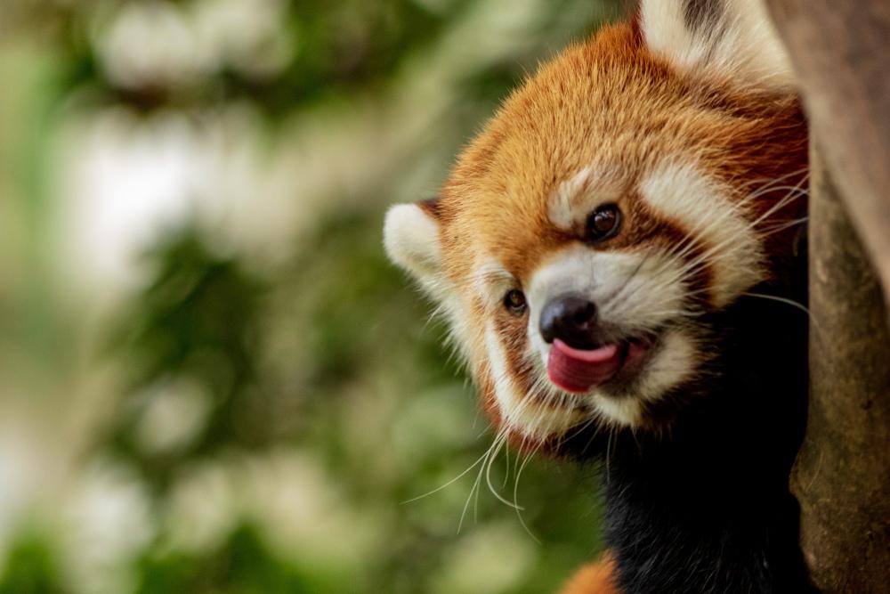 Photograph of a Red Panda licking its nose