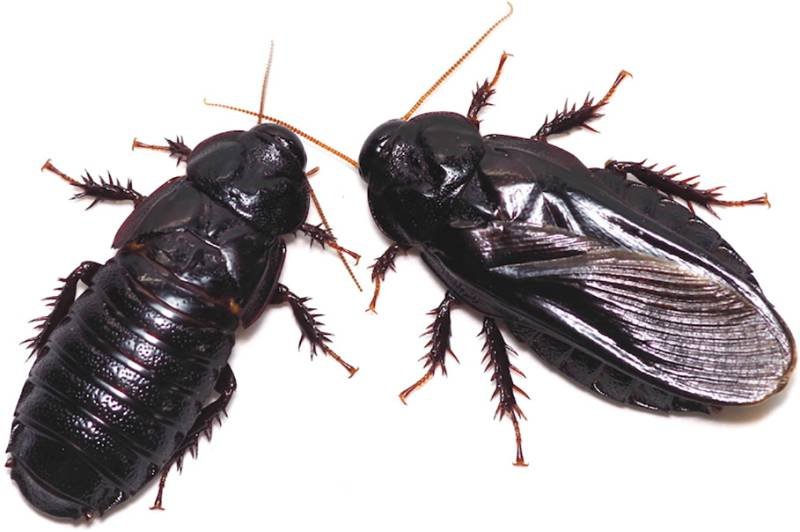 Photograph of two wood eating cockroaches, one with wings missing