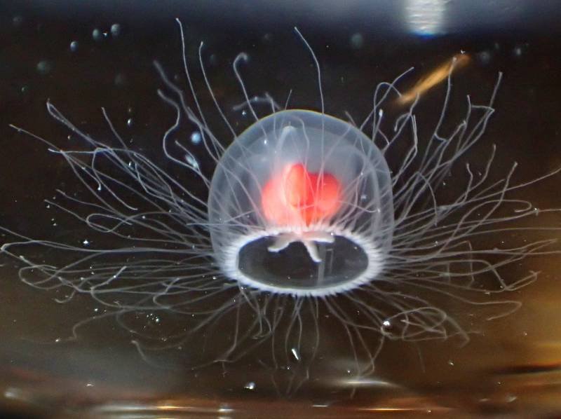 Photograph of the Immortal Jellyfish