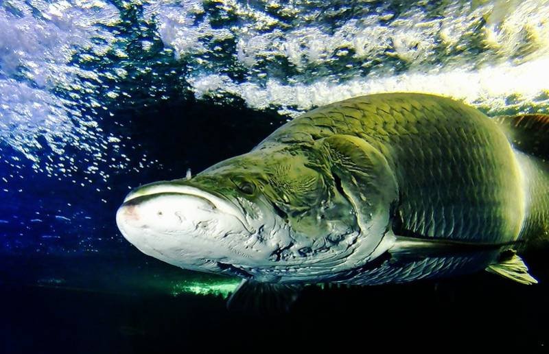 Photograph of Arapaima Gigas