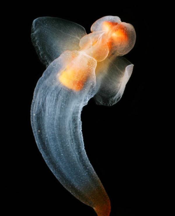 Photograph of a Sea Angel