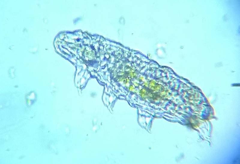 Photograph of a Tardigrade