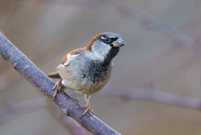 Photograph of a House Sparrow