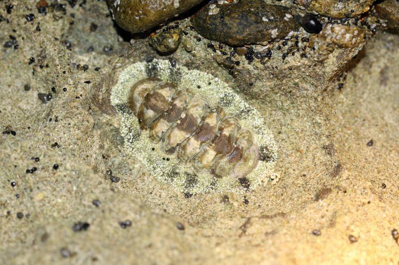 Photograph of West Indian Fuzzy Chiton