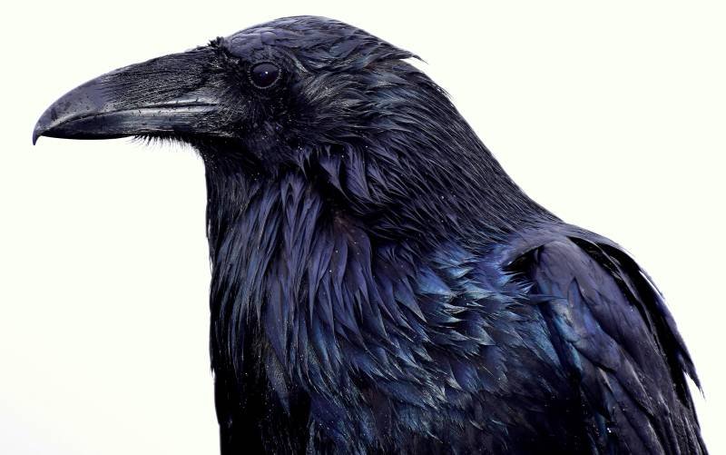 Photograph of a crow