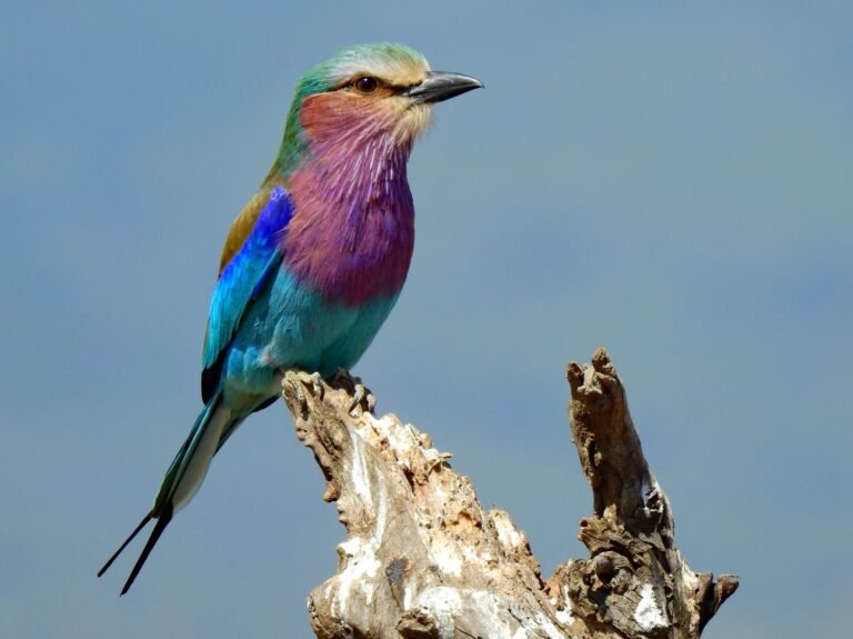 Photograph of Lilac Breasted Roller Bird