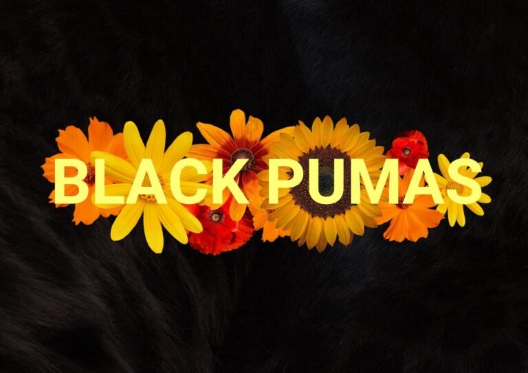 Close up photograph showing the black of a puma's fur coat. Against which is laid yellow and orange flowers with the words 'Black Pumas' written across it.